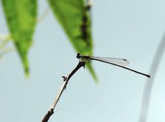 Prodasineura autumnalis