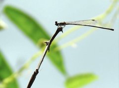 Prodasineura autumnalis