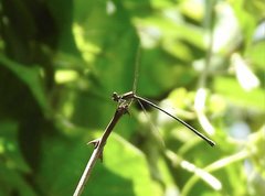Prodasineura autumnalis