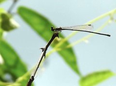 Prodasineura autumnalis