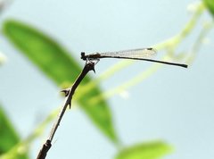Prodasineura autumnalis