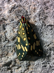 Callindra principalis