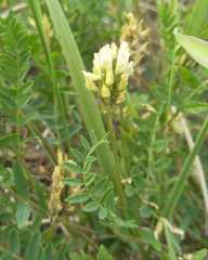 Astragalus inopinatus