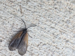 Pyromorpha dimidiata