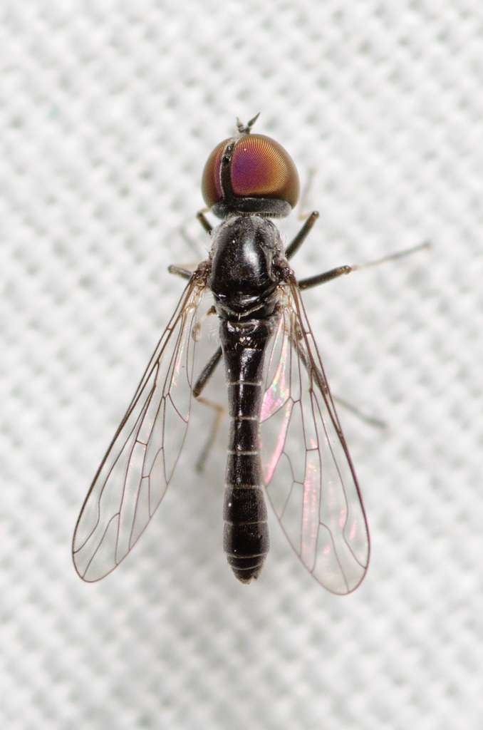 Metacosmus mancipennis