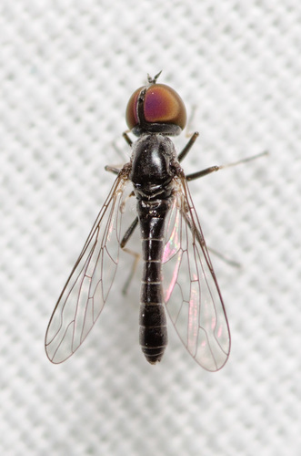 Metacosmus mancipennis