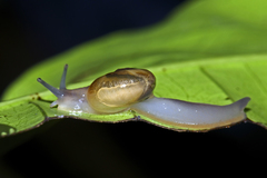 Helicarionidae