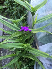 Tradescantia × andersoniana