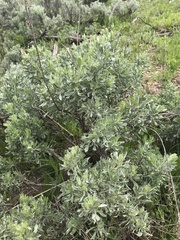 Artemisia cana