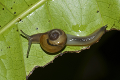 Helicarionidae