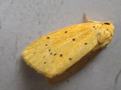 Stigmatophora flava leacrita