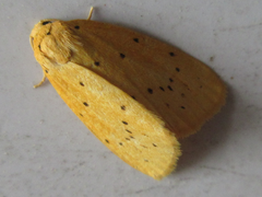 Stigmatophora flava leacrita