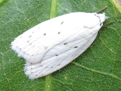 Scythropiodes approximans