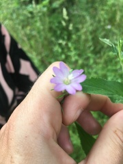 Epilobium montanum