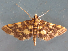 Piletocera luteosignata