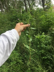 Epilobium montanum