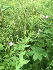 Epilobium montanum