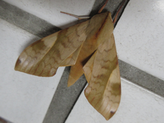 Clanis bilineata