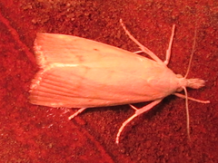 Calamotropha paludella