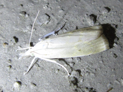 Calamotropha paludella