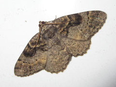 Parectropis nigrosparsa