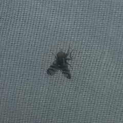 Rhagoletis indifferens