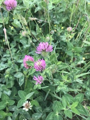 Trifolium pratense