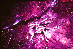 Selenocosmia