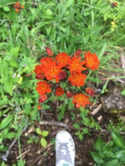 Pilosella aurantiaca