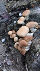 Cyclocybe parasitica