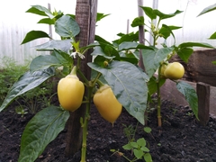 Capsicum annuum annuum