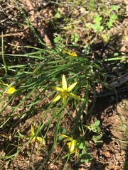 Pauridia serrata serrata