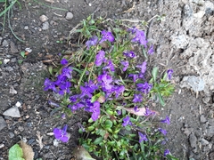 Lobelia erinus