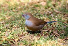 Uraeginthus bengalus