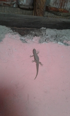 Hemidactylus platyurus