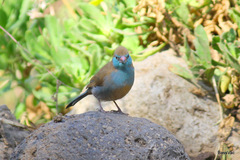 Uraeginthus bengalus