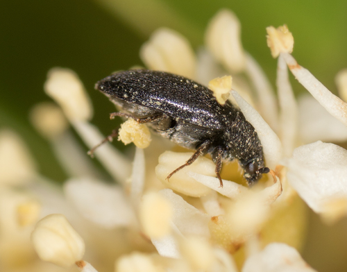 Dermestidae