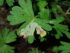 Agromyza nigrescens