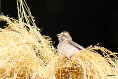 Crithagra tristriata