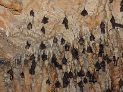 Hipposideros