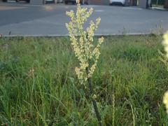 Rumex thyrsiflorus