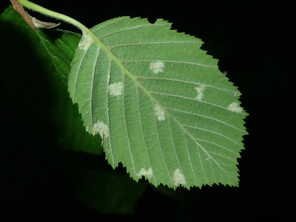 Acalitus phyllereus