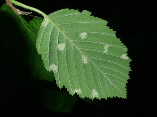 Acalitus phyllereus