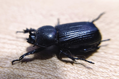 Hemiphileurus illatus