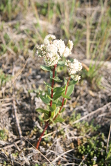 Hylotelephium maximum ruprechtii