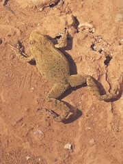 Crinia flindersensis