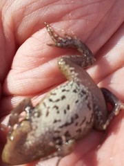 Crinia flindersensis