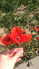 Papaver rhoeas