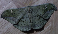 Copaxa multifenestrata