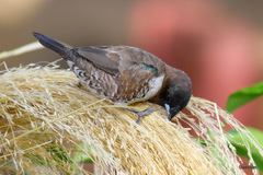 Spermestes cucullata